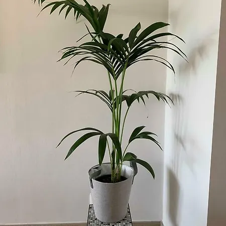 Apartment Vitamine Zee